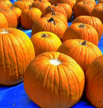 Pumpkin Seed Oil Dosage and Timing