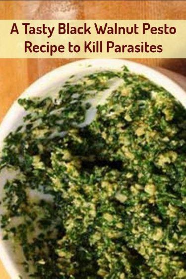 A Special Black Walnut Pesto Recipe to Kill Parasites & Intestinal Worms