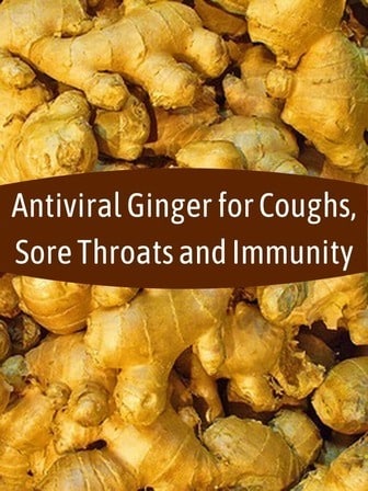 Antiviral Ginger for Coughs, Sore Throats & Immunity