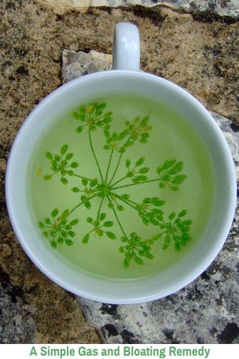 Fennel Tea Gas and Bloating Remedy Fennel Tea Gas and Bloating Remedy