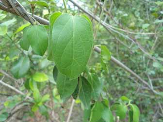 Gymnema sylvestre plant
