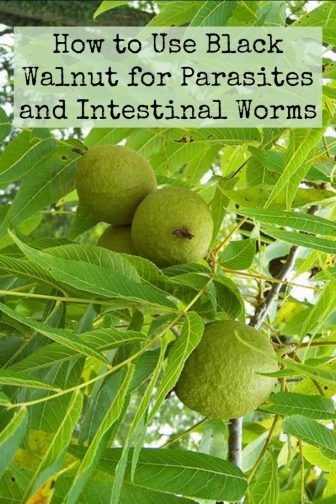 How-to-Use-Black-Walnut-for-Parasites-and-Intestinal-Worms