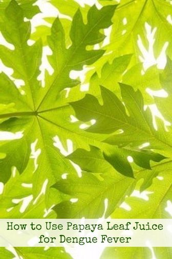 How to Use Papaya Leaf Juice for Dengue Fever