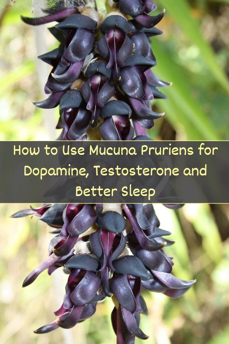Mucuna Pruriens Benefits for Testosterone, Mood Enhancement and Better Sleep
