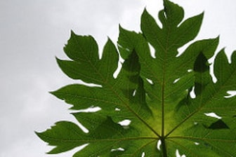 Papaya leaf juice