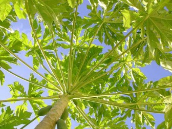 Papaya-leaves-treatment-for-cancer