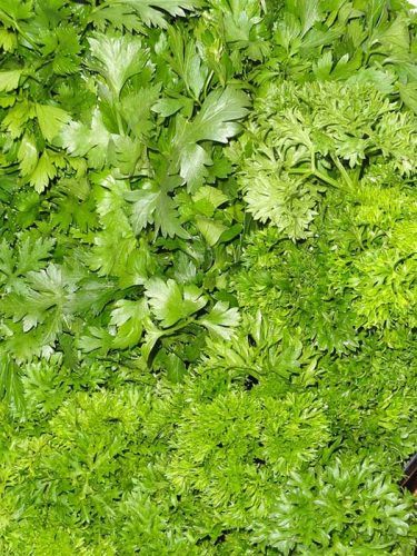 Parsley bunch benefits