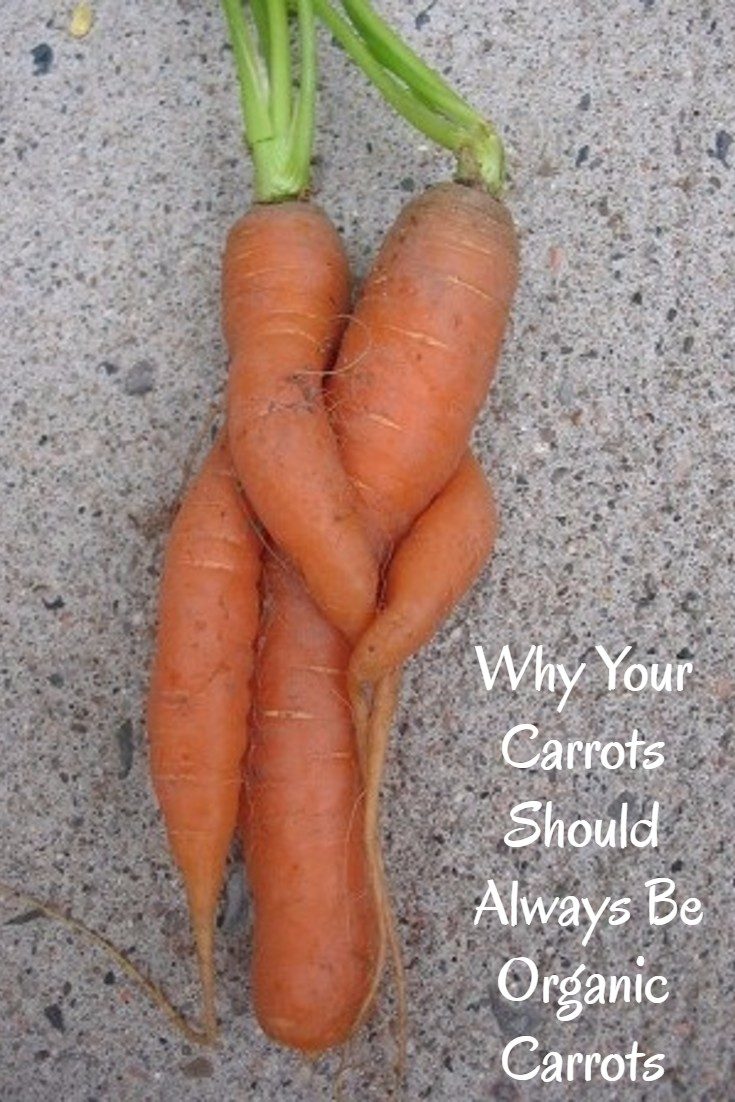 Why Your Carrots Really Should Be Organic Carrots Why Your Carrots Really Should Be Organic Carrots