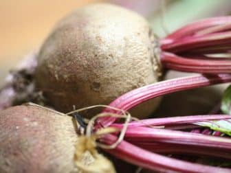 beet roots and stems closeup