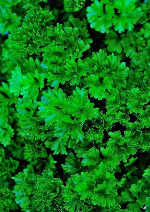 Parsley Nutrition And Why It's Far More Than Just A Garnish